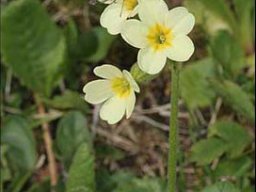 Primula-eliator_RefugeduCal